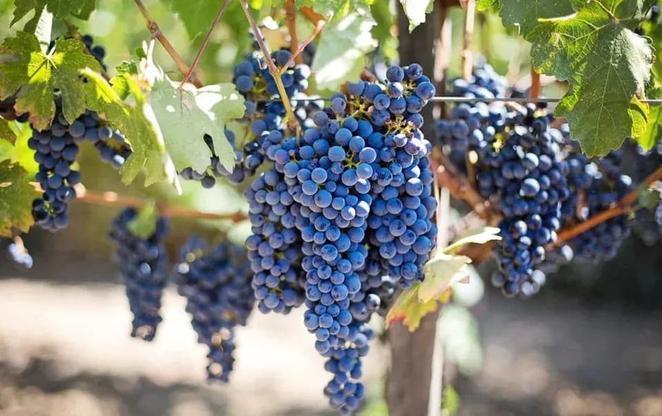 Algarve: Wine Tasting & Ceramic Art Tour