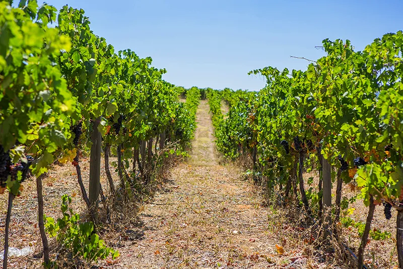a rows of vines in a vineyard